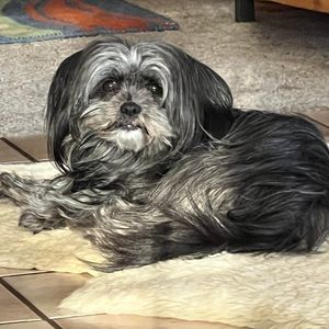 Meet your Posher, Patty